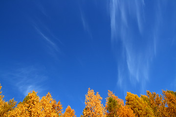Image showing background with tops of autumn trees under sky