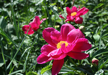 Image showing blossom peonies