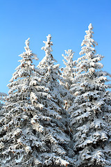 Image showing fir trees