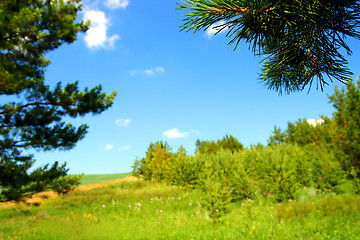 Image showing summer landscape with pine branch