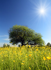 Image showing strange tree and buttercups