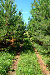 Image showing rural road in pine woods