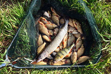 Image showing fish in landing-net on grass