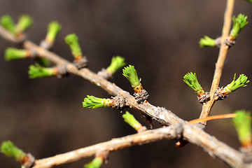 Image showing branch of larch with blooming buds