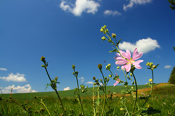 Image showing mallow wildflower on meadow background