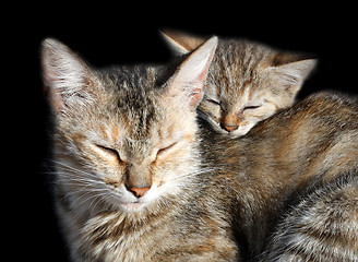 Image showing sleeping cats