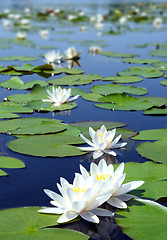 Image showing summer lake with water-lily flowers