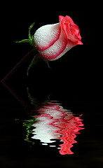 Image showing rose on black with reflection