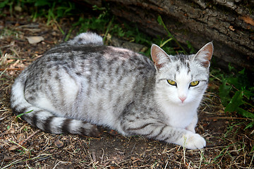 Image showing lying gray striped cat