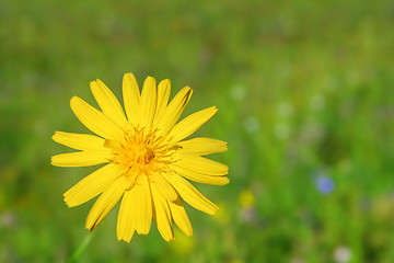 Image showing yellow flower close-up