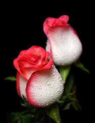 Image showing two white with red border roses