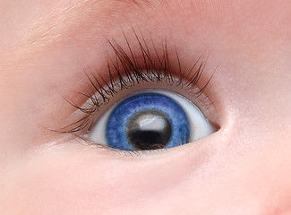 Image showing baby blue eye