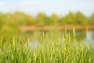 Image showing grass and lake