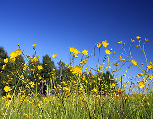 Image showing buttercup flowers in summer meadow