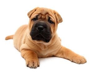 Image showing shar pei puppy