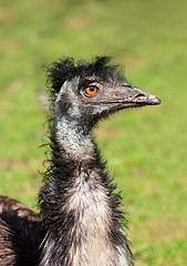 Image showing bizarre ostrich bird head