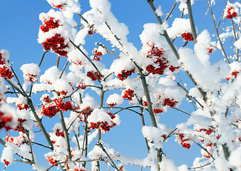 Image showing ash-berry branches under snow