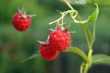 Image showing raspberry