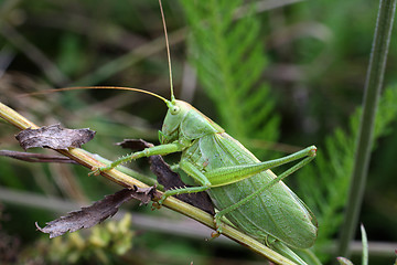 Image showing grasshopper on grass