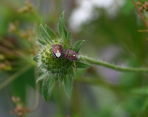 Image showing Insects on a flower