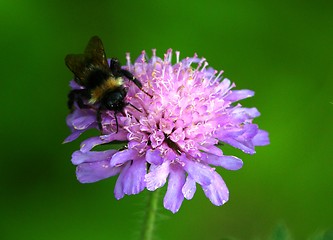 Image showing Bumblebee