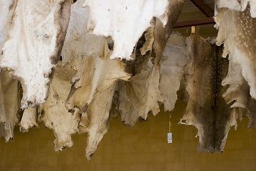 Image showing Hides hanging up to dry