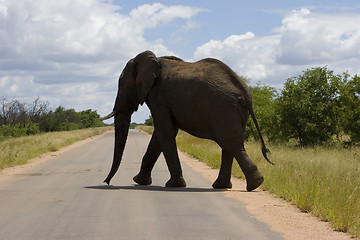 Image showing African Elephant