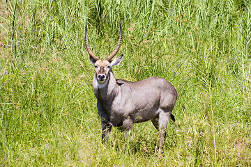 Image showing Waterbuck