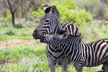 Image showing Burchell's zebra