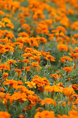 Image showing Orange tagetes