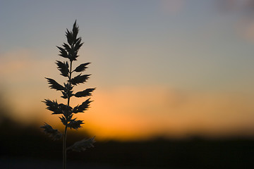 Image showing African sunset