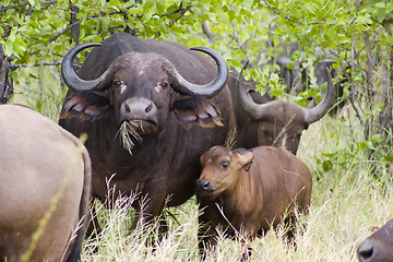 Image showing Cape buffalo