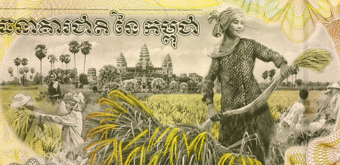 Image showing Woman Harvesting Rice 