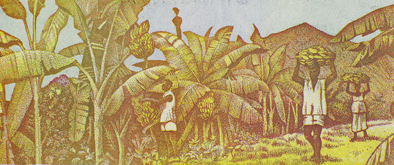 Image showing Harvesting Bananas