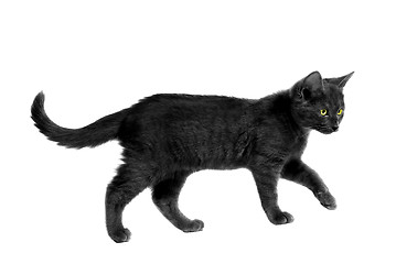 Image showing Black Halloween Cat