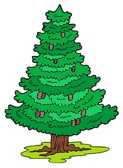 Image showing Cartoon coniferous tree