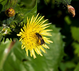 Image showing Bee on flower