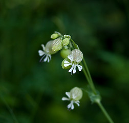 Image showing Bladder Campion