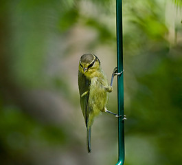 Image showing Blue Tit fledgling clinging