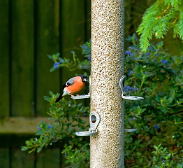 Image showing Bullfinch