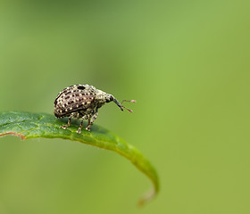 Image showing Weevil Cionus hortulanus