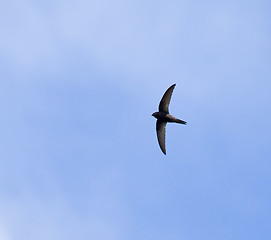 Image showing Common Swift