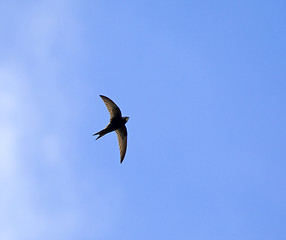 Image showing Common Swift and cloud