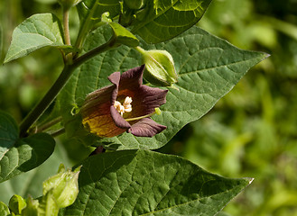 Image showing Deadly Nightshade flower