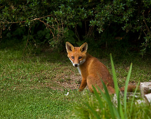 Image showing Fox Cub sitting