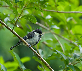 Image showing Great Tit fledgling