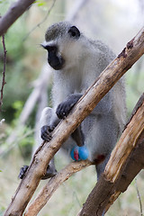 Image showing Vervet monkey