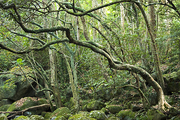 Image showing green forest and river 