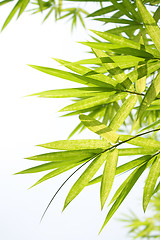 Image showing Beautiful Bamboo Border 