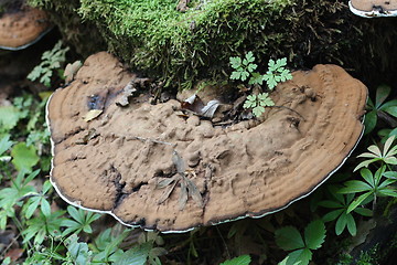 Image showing Tree fungus